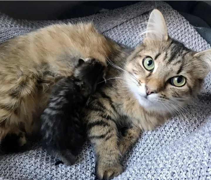 野猫的3个孩子都去世了，为保住最后1个孩子，愿意冒着危险去求助