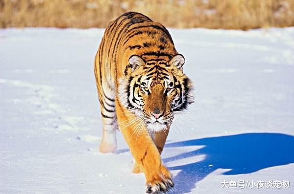 東北虎經常單獨活動嗎，東北虎最喜歡的食物都有哪些？