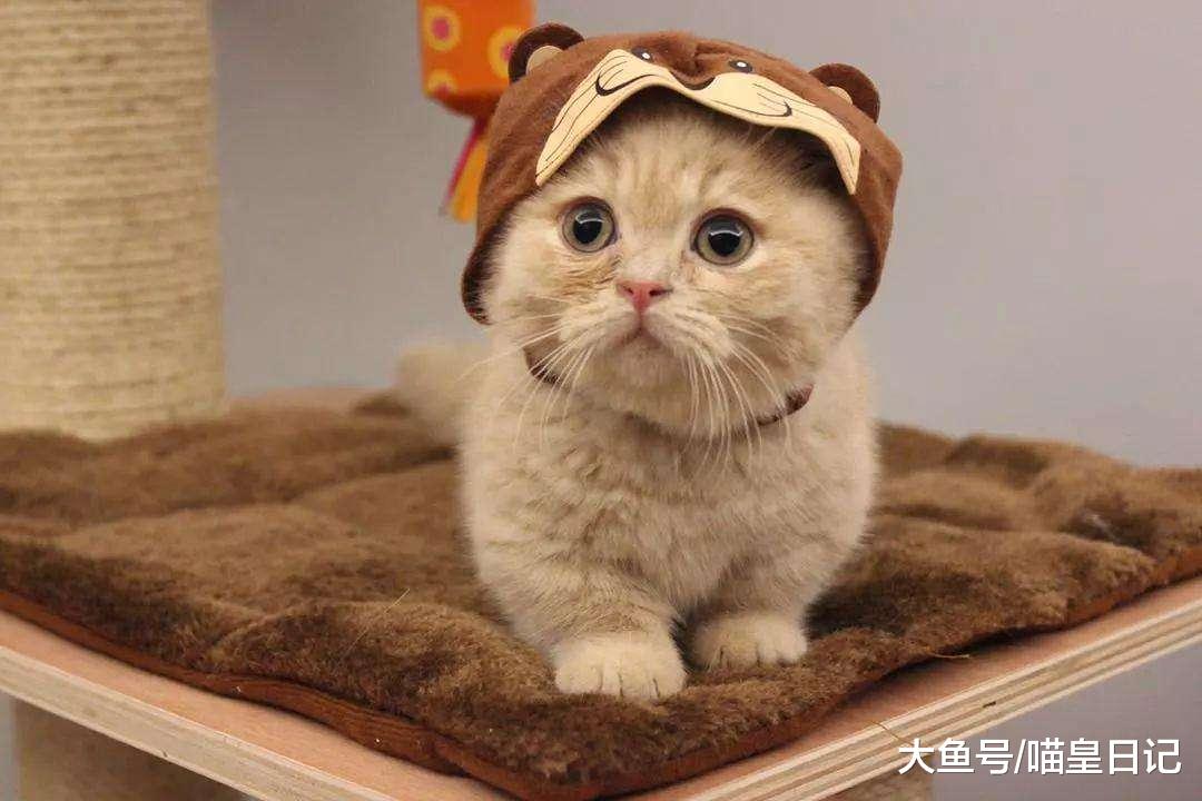 你覺得哪種喵星人最會賣萌？網友：布偶貓，長得好看就是有優勢！