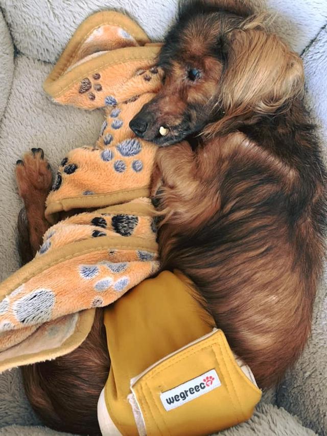 年龄只是一个数字，十九岁高龄狗狗不服老