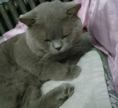 猫放到男朋友那里养，女朋友回来问男友：我的猫怎么这样了？