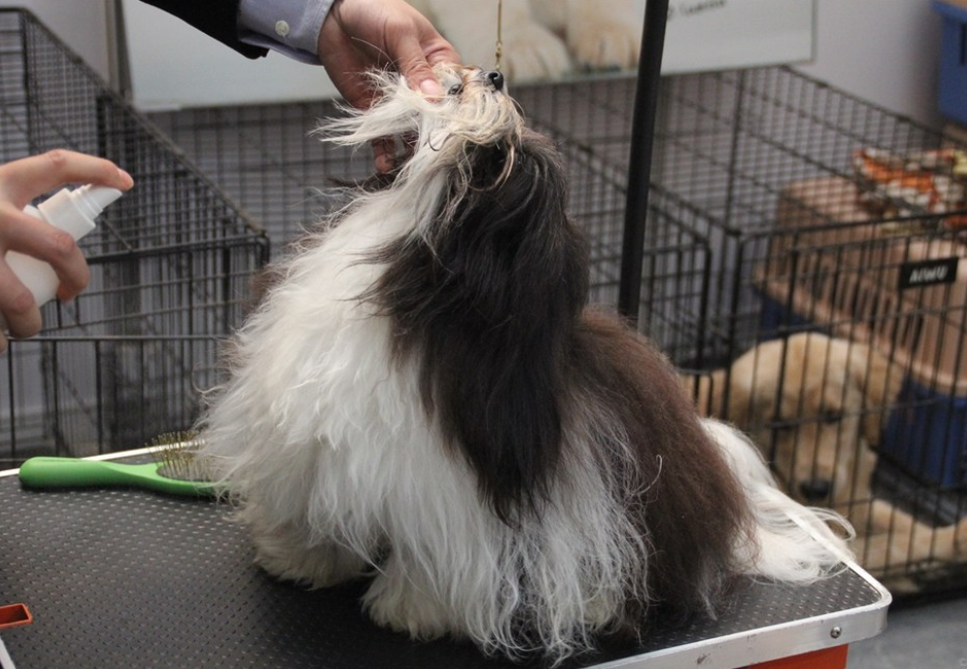 哈瓦那犬甜美的棕色眼睛，以及敏锐的冒险感，成为最受欢迎的犬种之一