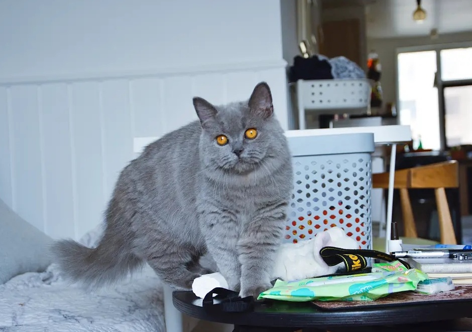 5种人类对猫咪行为产的误解，你中招了吗？