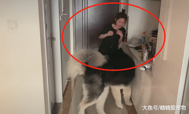 闺蜜来家里做客，狗狗的反应吓哭了她，闺蜜：不要舔我，我怕疼