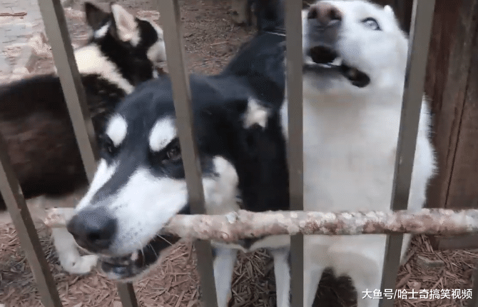 网友测试二哈智商，结果发现了“高材生”，沙里还是有金子