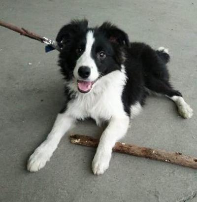 纯种边境牧羊犬都有的5个特点，你家狗狗纯吗？