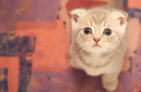 猫咪突发意外状况，铲屎官应该如何正确为它争取抢救时间