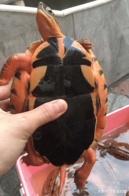 居然还有这种煲汤的方式，家中老父病重，男子花百万巨资买入一只乌龟。