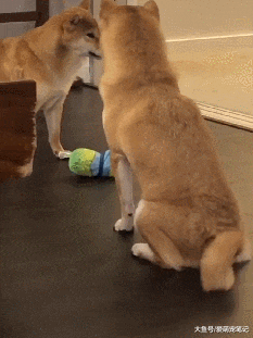 两只柴犬抢夺玩具，因胜出方式独特总红，最狠的眼神配最怂的动作