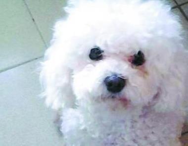 铲屎官给泰迪买了张小木床, 泰迪的睡姿亮了, 笑的主人胃抽筋