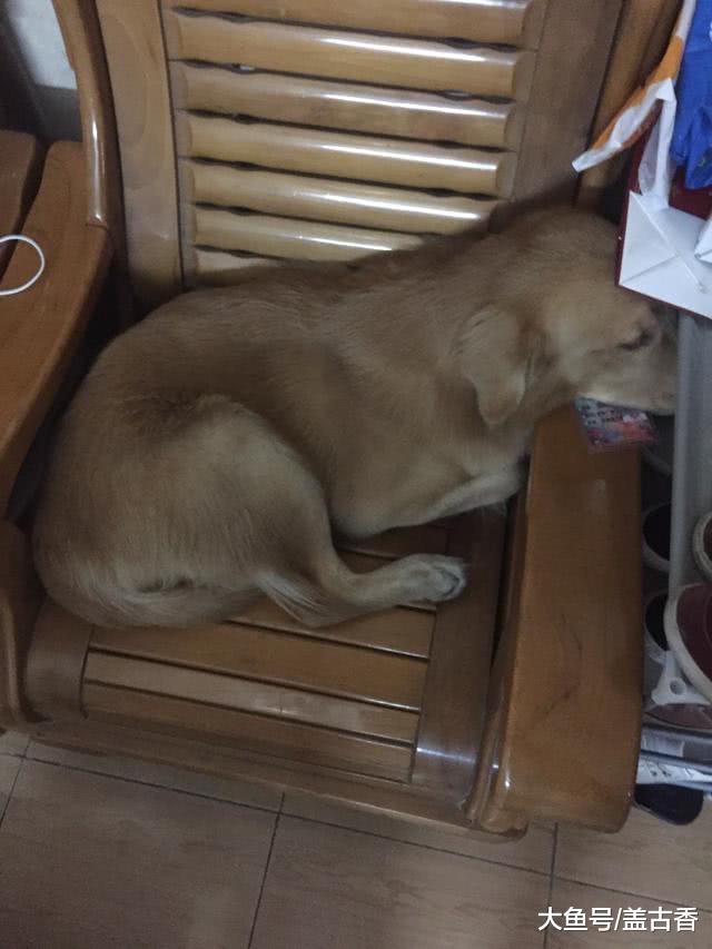 铲屎官们口中的‘大暖男’金毛犬，没想到还是个爱生气的小气包