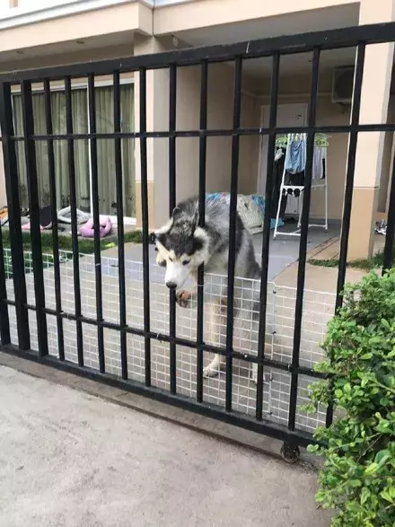 邻居家的阿拉斯加，看到自己总是很激动，但过后都要被解救一番...