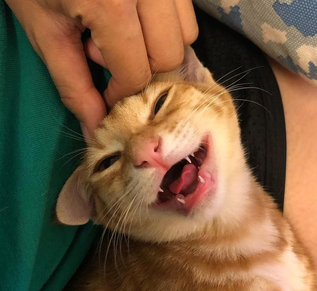 猫爸和猫仔合影却一脸生无可恋, 仔细一看网友笑喷: 这是亲生的吗