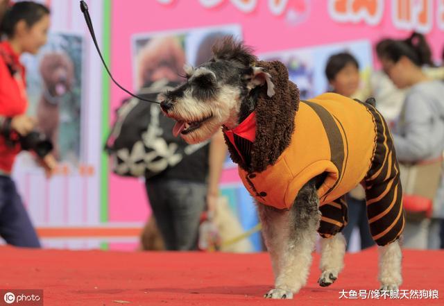 宠主这6种行为，比起打骂狗狗更严重，快停止吧