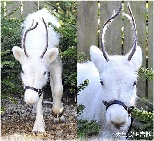 意外发现稀有“梦幻驯鹿”，浑身纯白无暇像是一只“仙鹿”