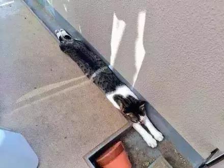 问：猫能长多长？喵星人：一不小心比铲屎官腿还长