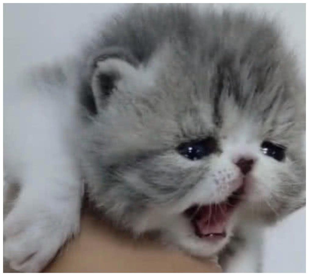小猫咪，第一次感受主人的触摸，它的哭闹真是一绝