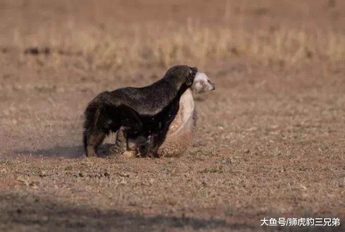 平头哥“再下一城”，上树捕食猛禽幼鸟，上一个敢这样做的是花豹