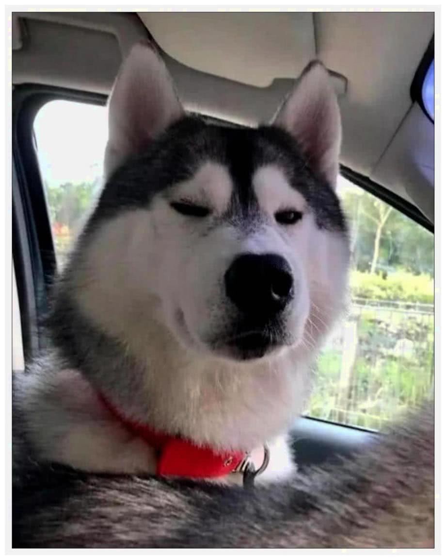 還記得咬碎汽車操作桿的二哈嗎？它當時表情，讓主人至今懷恨在心