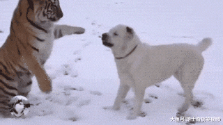 还记得这只狗狗吗？曾被老虎舔得不敢动，狗子其实并不怕它