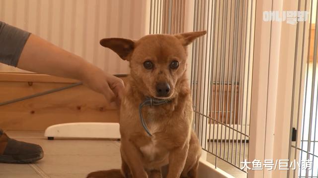 流浪狗被领养一年，却依旧不给主人抚摸，只因曾被人类伤害有阴影
