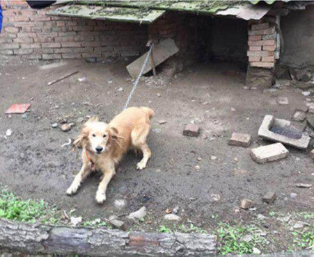 男子带金毛去逛街，一不小心将它弄丢了，男子找到时不淡定