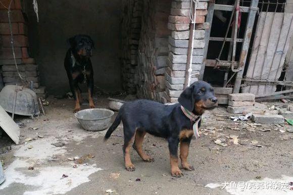 妈妈退居二线，罗威纳已经扛起看门的“大旗”，它很负责任