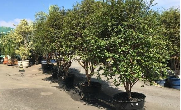 我國最高產的果樹, 兩個月結果一次, 落地就活, 結果吃不完!