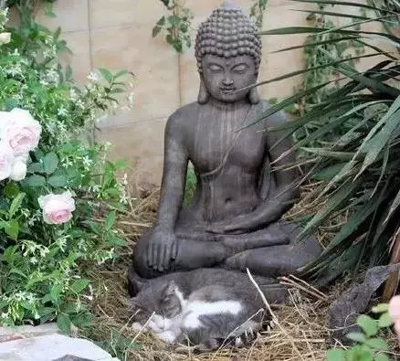 画面有点污，泰国一只奶牛猫，逮住寺院住持，狂吸他的奶！