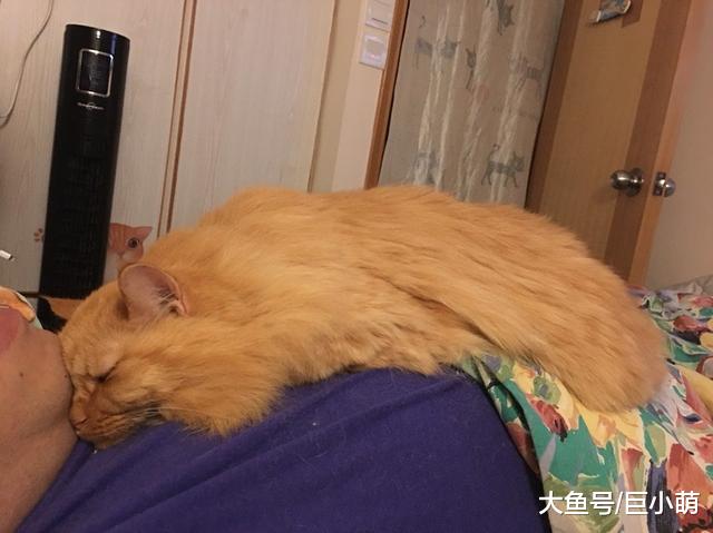 猫咪因肾病离世，留下一千多根针头，记录主人和猫对抗肾病的日子