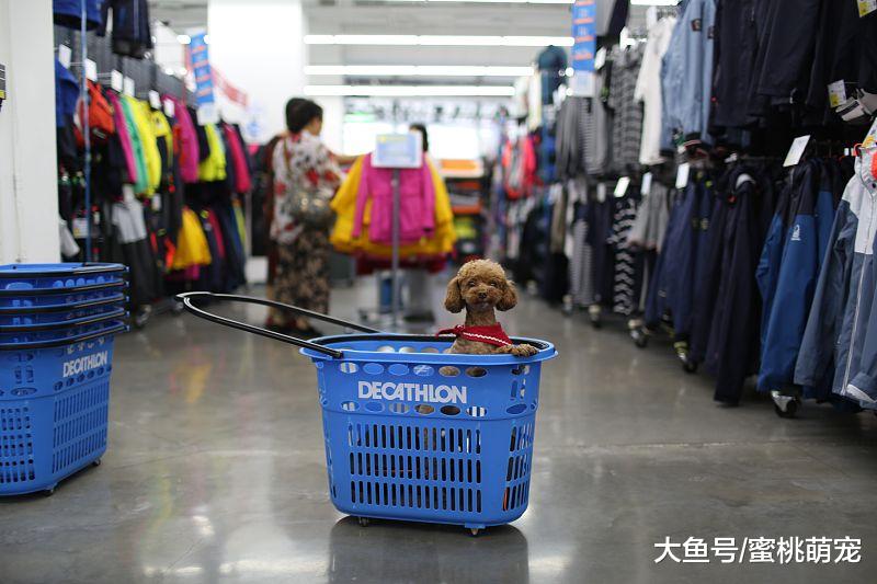 萌宠：泰迪最讨厌人们触碰的三个部位，即使主人也不行