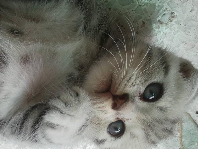 小猫被警察救下, 收留在警察局成“警猫”, 太威风了