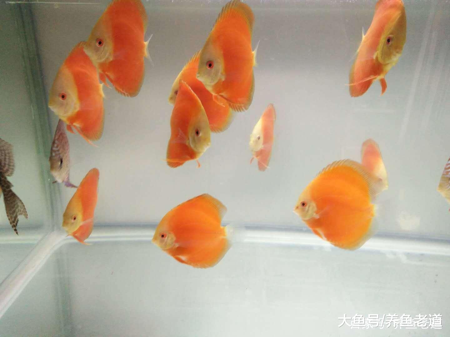 饲养观赏鱼, 鱼缸的循环系统和氧气供应最多可关闭多久?