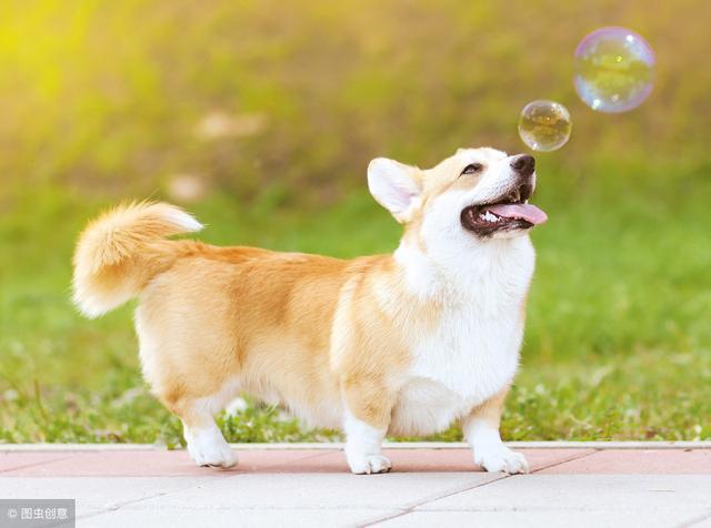為什么“電臀柯基犬”這么貴，都是這5個因素決定的！