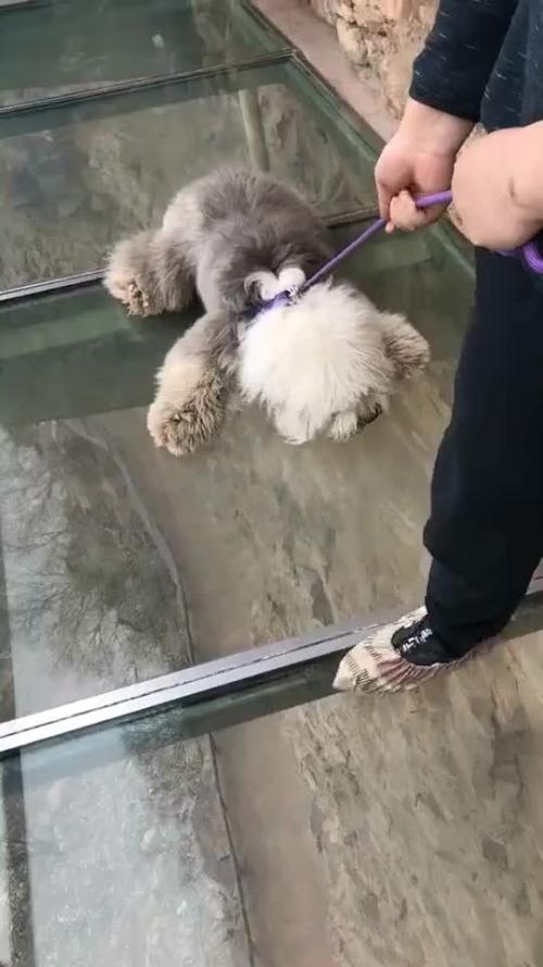 你知道如何正确的教育狗狗吗？如果做了这三个行为，只会让它离你越来越远！