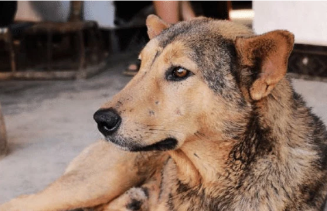 老人与狗狗相伴十年，因行动不便送走狗狗，没想到狗狗跑了回来！