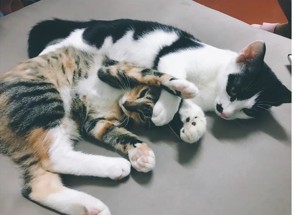 猫咪都是脸盲，聪明却没法认得人样，专家：它们有自己的认知方法！