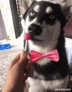 网友把棒棒糖放在哈士奇面前，它津津有味的舔起来，眼神够二的！