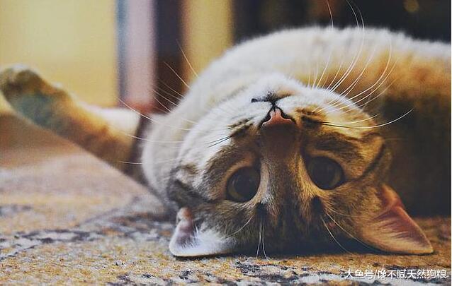 猫咪“真心爱你”的5个表现，如全中你就偷着乐吧！