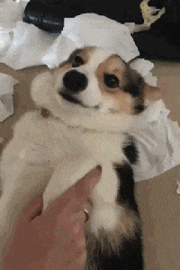 如何讓狗子知錯就改，墻都不服就服這主人的做法！