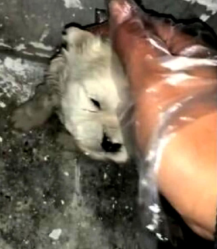 网友带着手套救流浪狗，众人说他太作，网友：保护自己有错吗