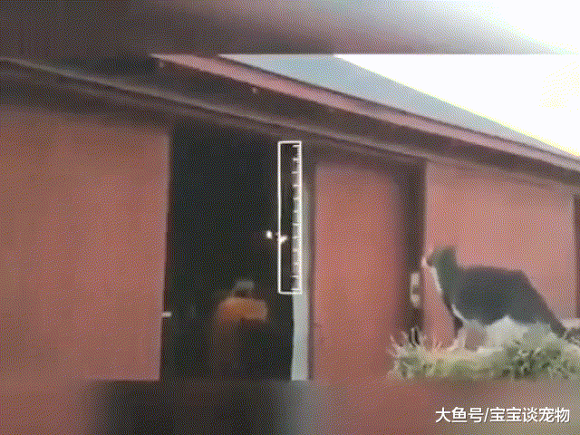 猫跳跃之前都是经过计算的=3。14159，网友：但这只可能是文科猫