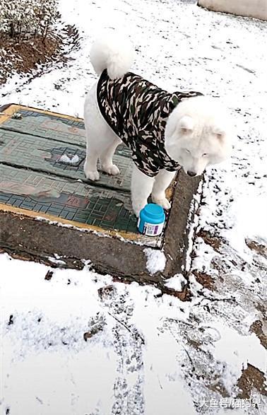 主人拖绳子走半天, 狗在后边跟着, 路人: 这么听话? 狗: 怕她迷路
