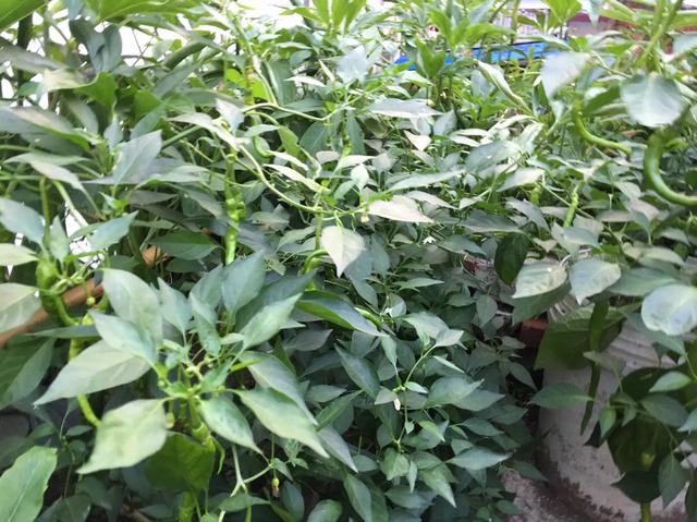 空油桶、废轮胎不要丢！随手一剪，屋顶变菜园，一年都不用买菜！