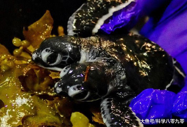 马来西亚惊现双头海龟，两头各控制一边肢体，但仅存活2天！