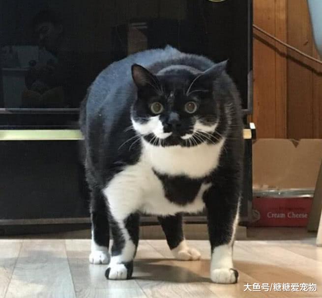 日本一猫咪因长得“太壮”爆红, 网友: 这猫惹不起, 搞相扑的吧!