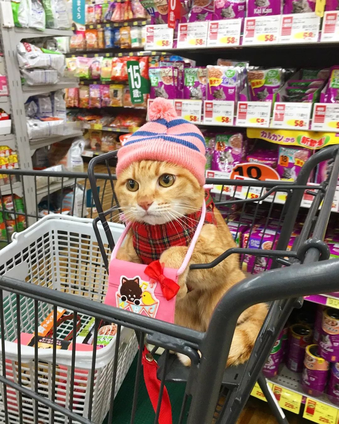 日本一喜欢逛超市的橘猫走红网络！这乖巧认真的画风，简直太萌了！