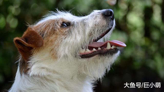 狗狗大喘气别忽视，及时观察异样喘气，可能救了狗狗的命