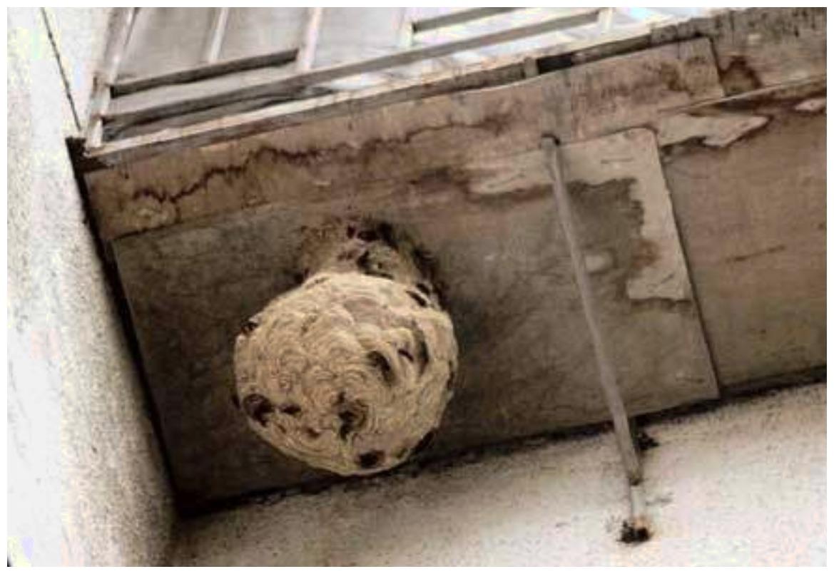 小孩调皮鼓捣马蜂窝, 狗子护主心切来救驾, 结果一人一狗同款表情上线