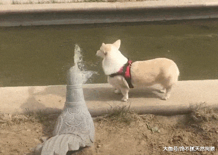 饲养柯基犬的“5大烦恼”, 只有养过的人才懂!